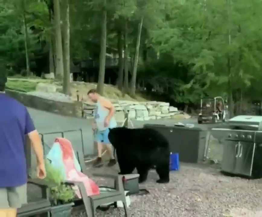 Meet the man who talks to wild black bears like they're old friends! 🐻